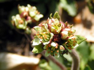 Relikt polodowcowy - Skalnica śnieżna w Karkonoskim Banku Genów. Fot. Dariusz Kuś