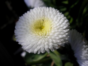 stokrotka ogrodowam