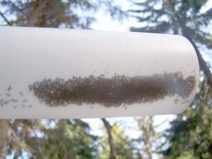 Pułapka feromonowa ze złowionymi owadami