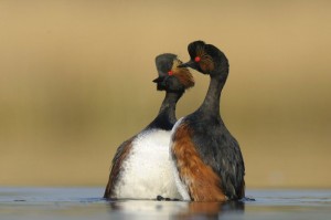 Panie proszą panów