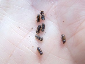 Drwalniki są bardzo małe, ale potrafią zniszczyć wielkie drzewo