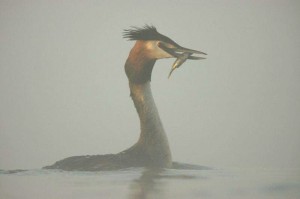 Potwór z rozlewiska