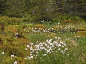 Torfowisko w reglu górnym. Fot. A. Dławichowska