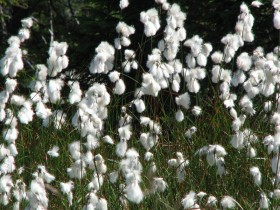 Wełnianka wąskolistna. Fot. L. Przewoźnik