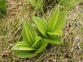 Ciemiężyca zielona. Fot. A. Dławichowska