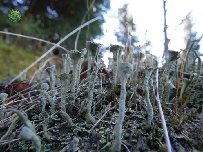 chrobotek strzepiasty