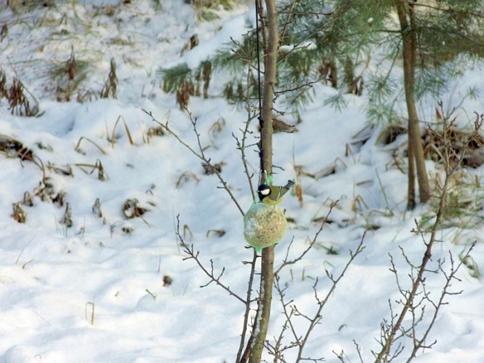Bogatka na pyzie tłuszczowej (fot. Arnold Cholewa).
