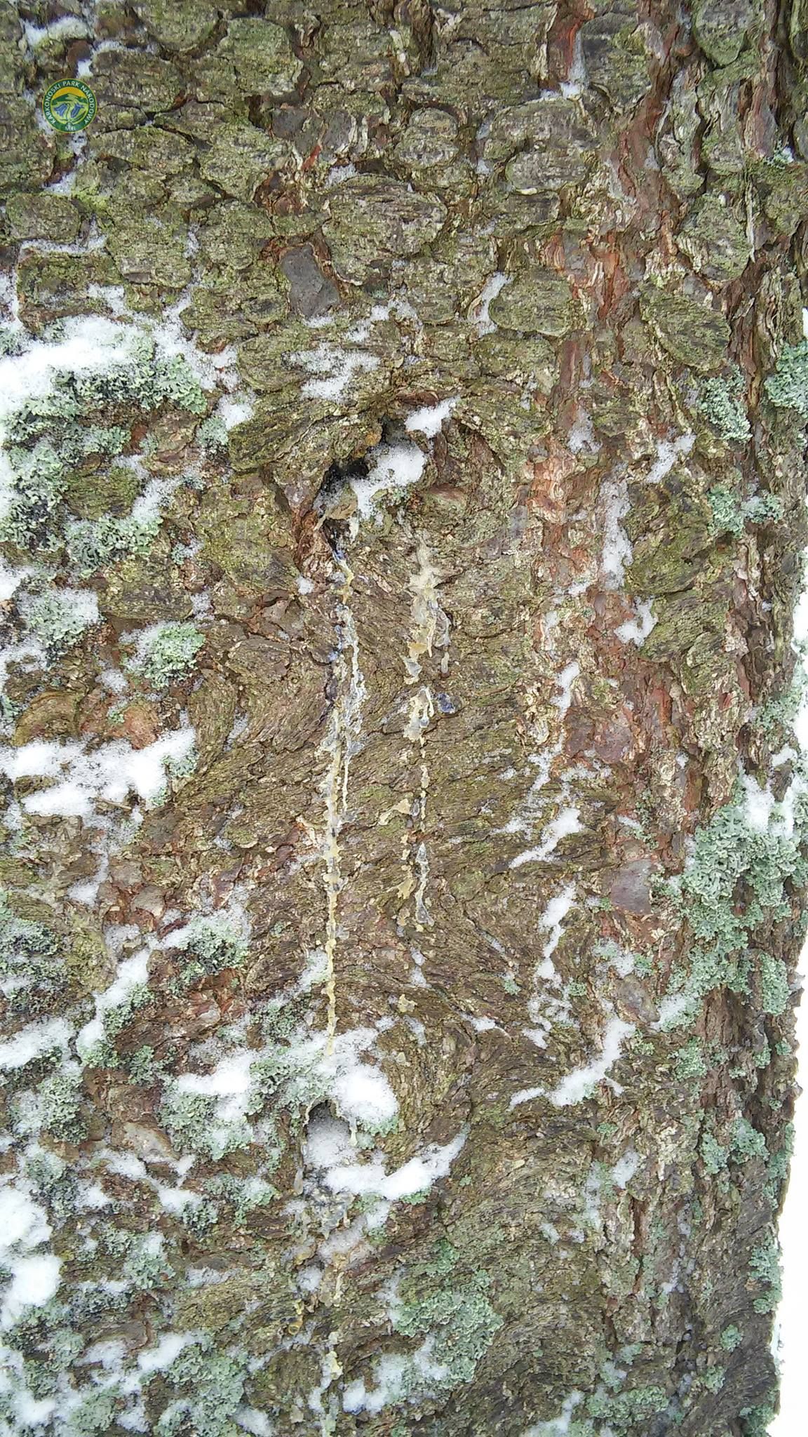 Karkonosze_Swierk_plaster01