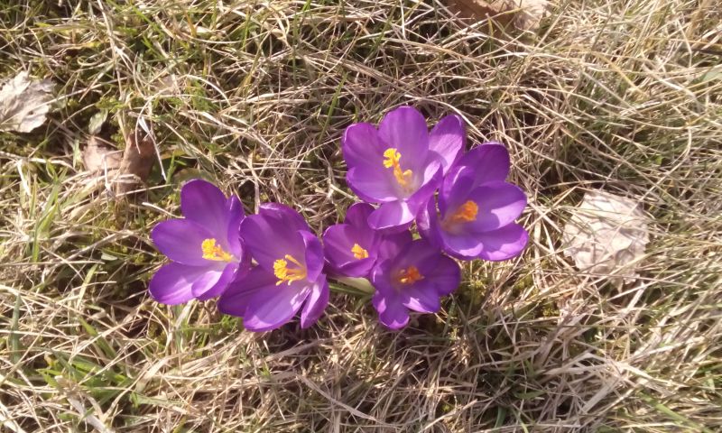 Zakwitły krokusy pod Chojnikiem