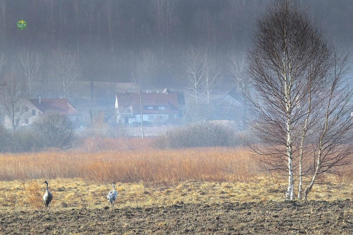 SobieszowskieZurawie