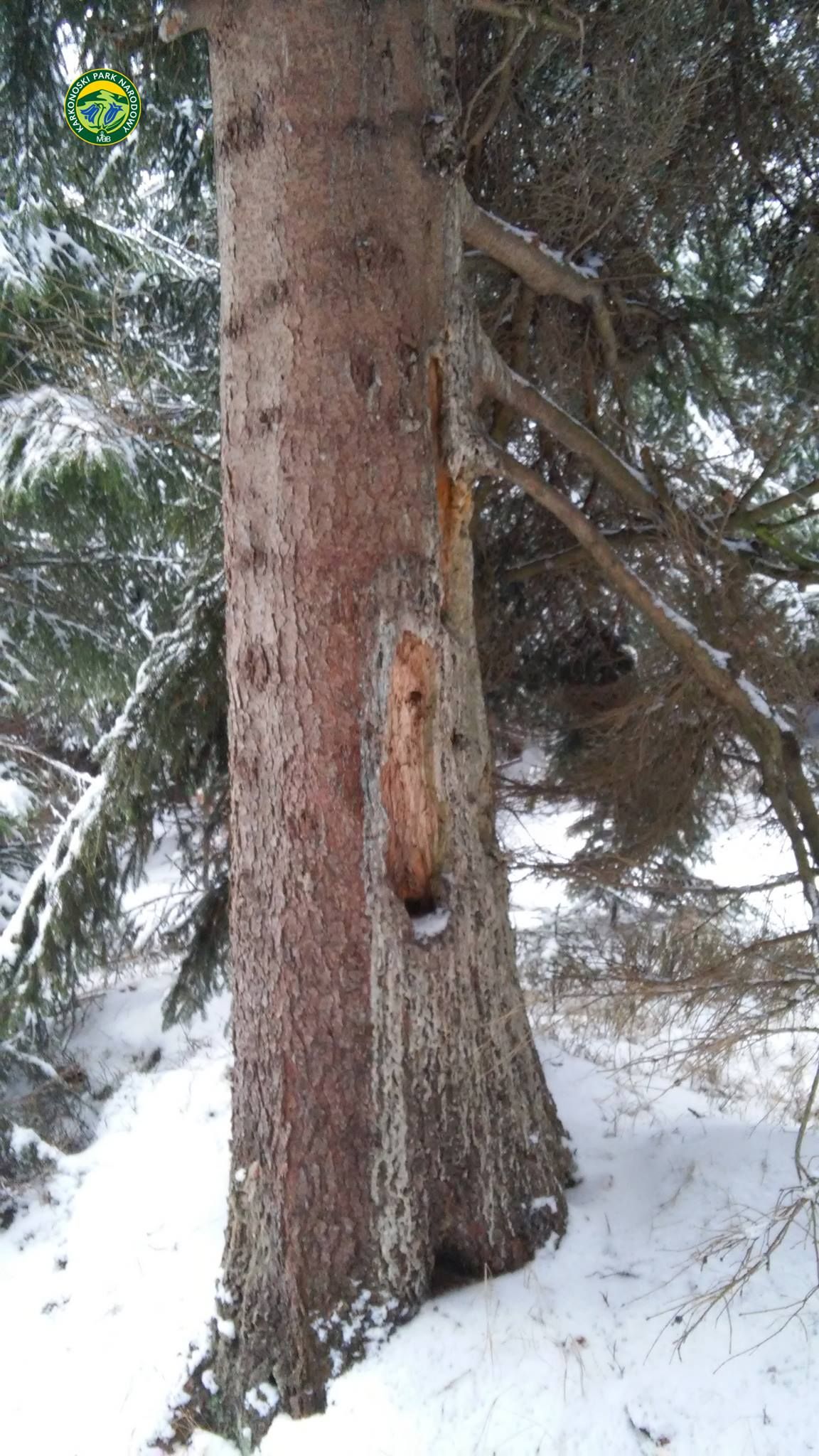 Karkonosze_dzieciol01