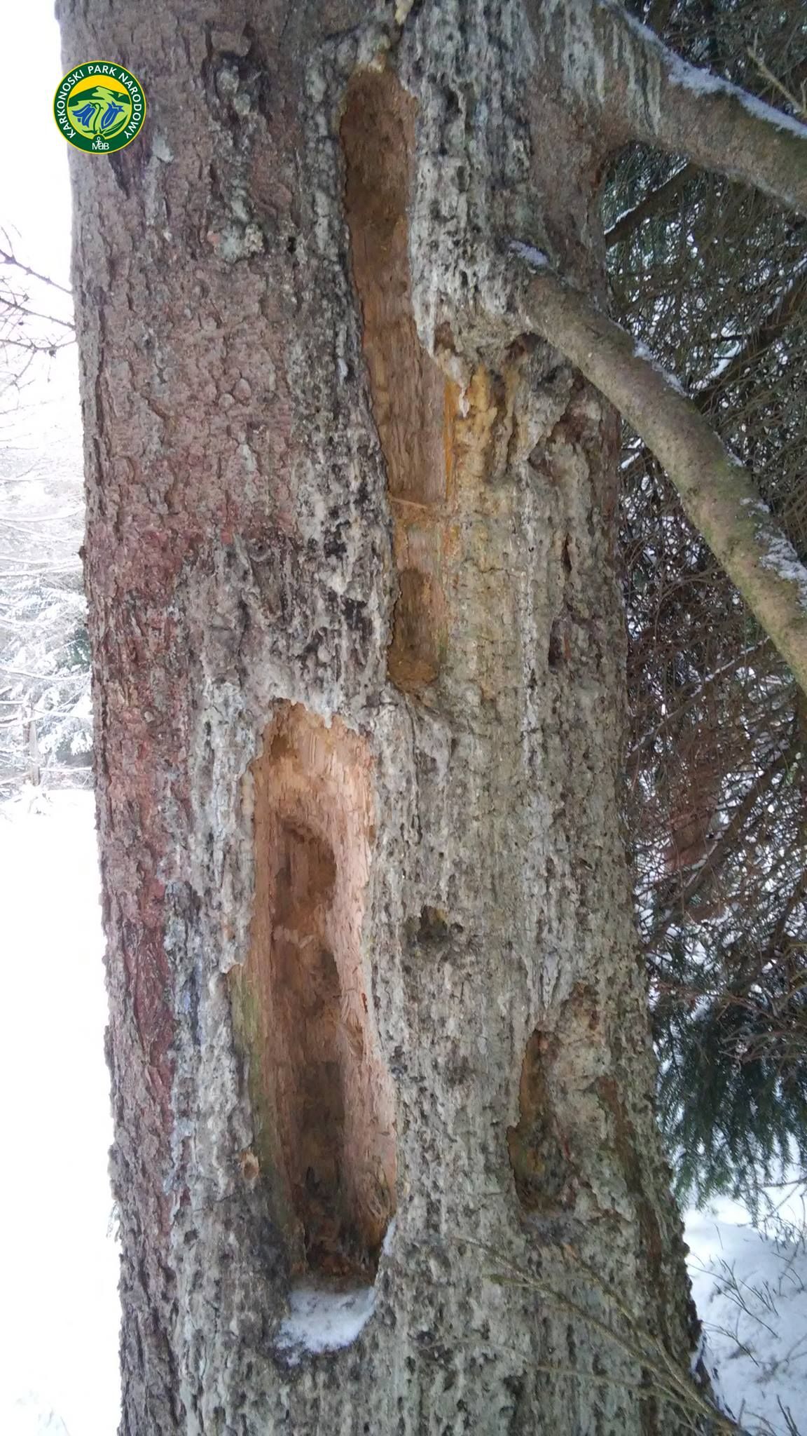 Karkonosze_dzieciol02