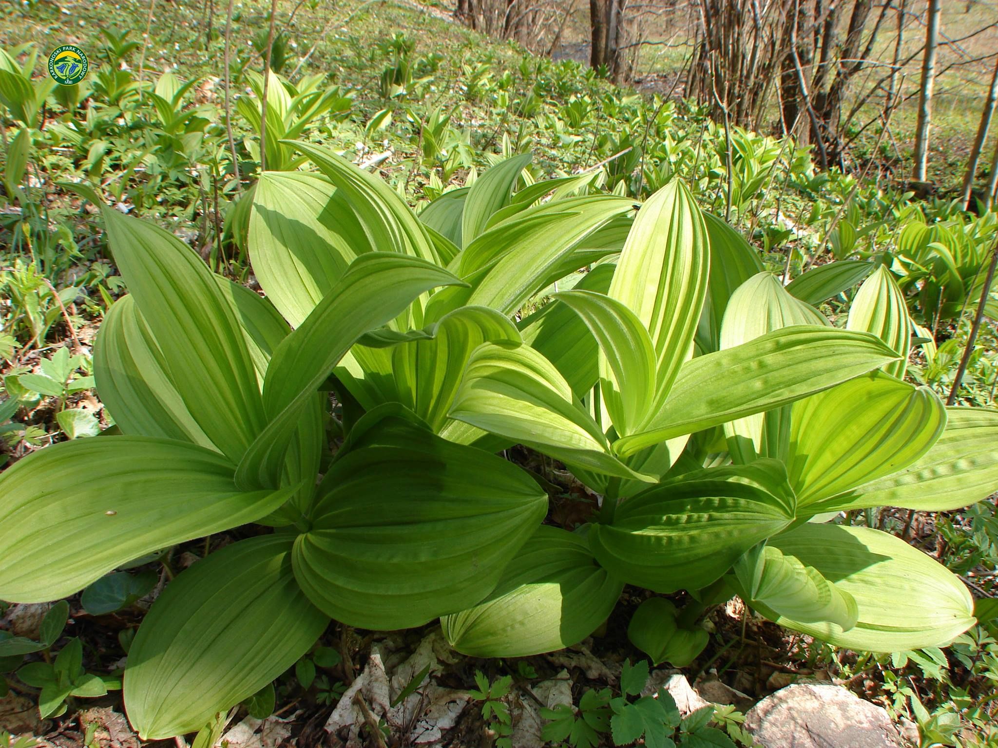 ciemięzyca_zielona_01