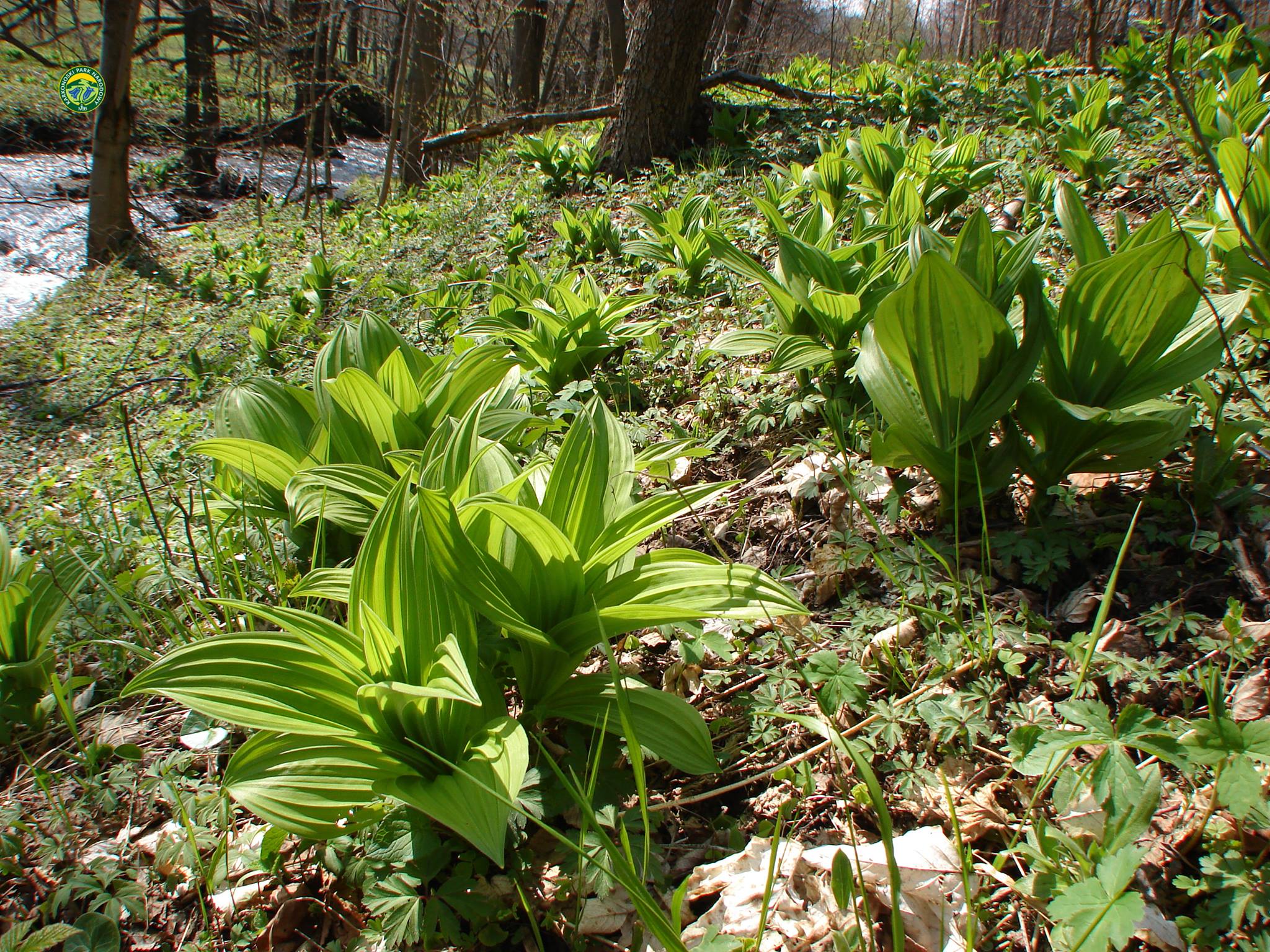 ciemięzyca_zielona_02