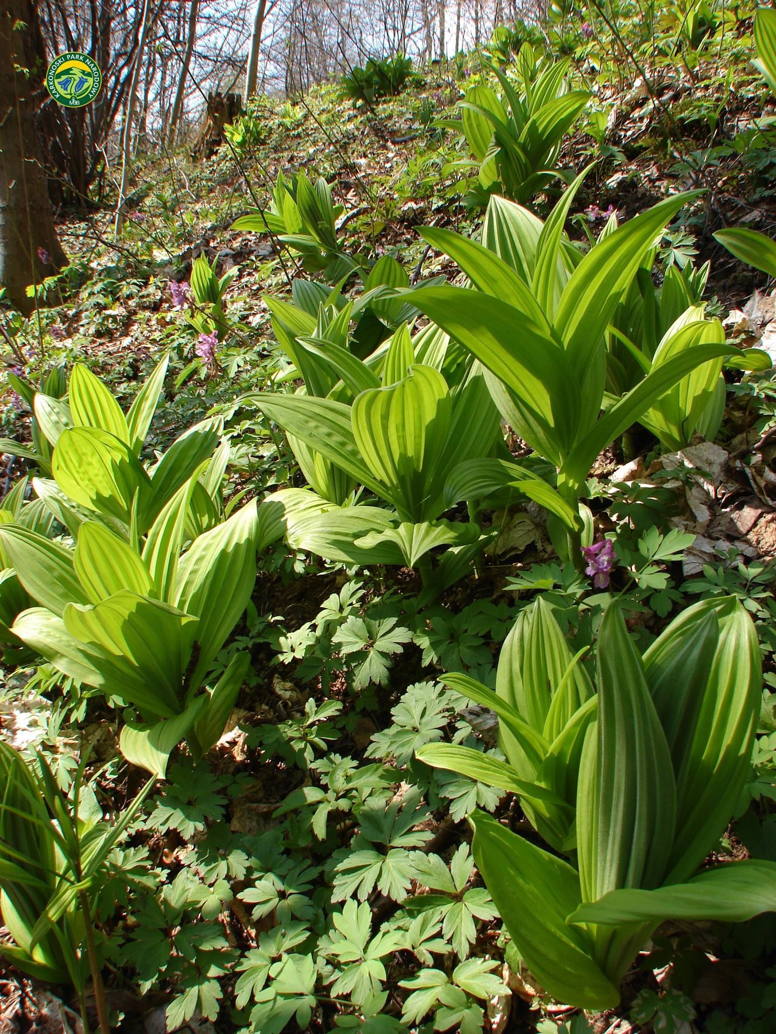 ciemięzyca_zielona_03