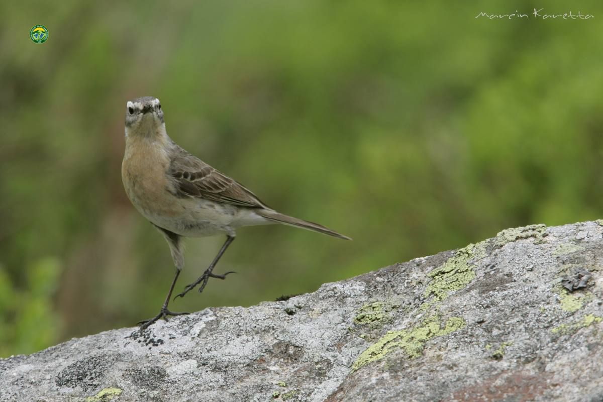 KPN_siwerniak