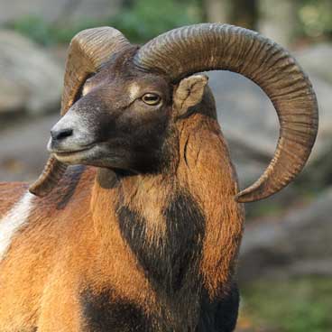 Muflon