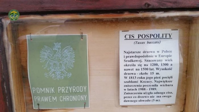 cis_2