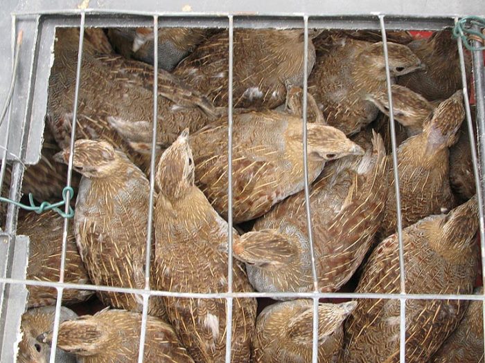 kuropatwy-24-08-2016 003